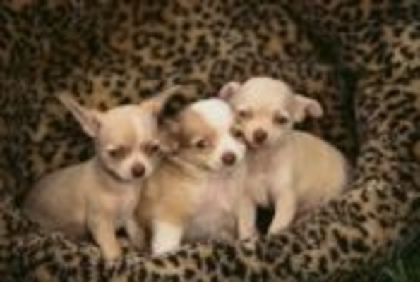 Product picture Dog Basics For Newbies